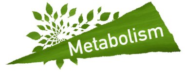 Metabolizma konsepti resmi metin ve yeşil yapraklı semboller.