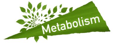Metabolizma konsepti resmi metin ve yeşil yapraklı semboller.