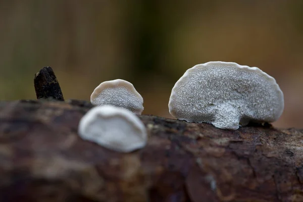 荷兰Dwingelderveld的灰灰色奶酪蘑菇 — 图库照片