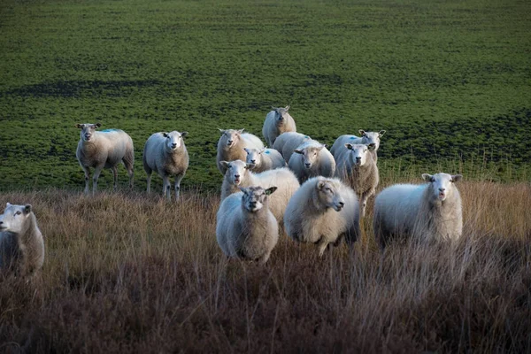 Drenthe Heath Sheep Dwingelderveld Países Bajos —  Fotos de Stock