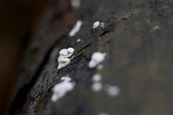 Fungo Bianco Sul Tronco Albero Morto Dwingelderveld Paesi Bassi — Foto Stock