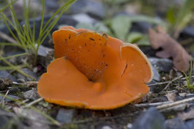 Hollanda 'daki Zevenberg mezarlığında büyük turuncu kupa mantarı.