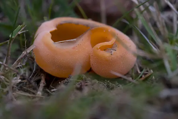 Large Orange Cup Fungus Zevenberg Cemetery Netherland — Stock Photo, Image