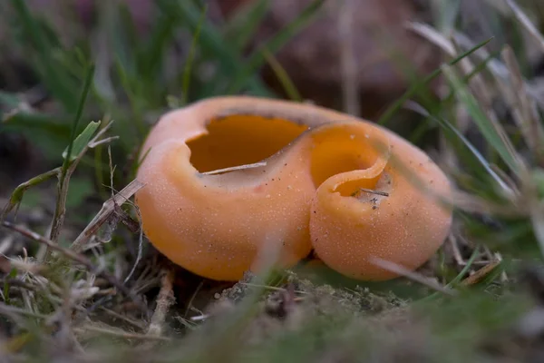 荷兰Zevenberg墓地的大型橙色杯真菌 — 图库照片