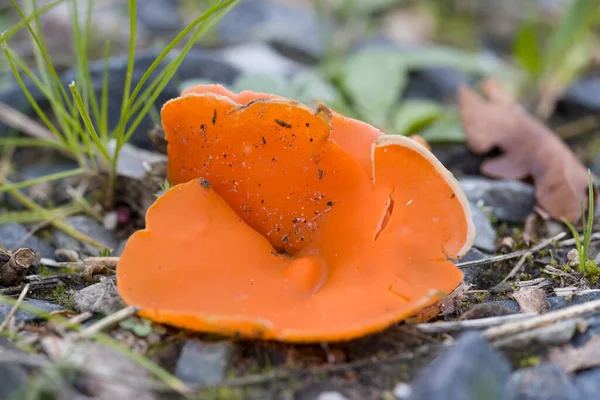 オランダのゼベンバーグ墓地にある大きなオレンジ色のカップ真菌 — ストック写真