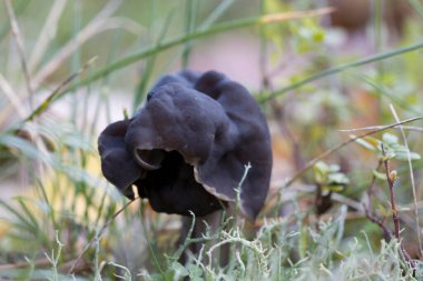 Hollanda, Fluitenberg 'deki mezarlıkta bahar karanfili mantarı