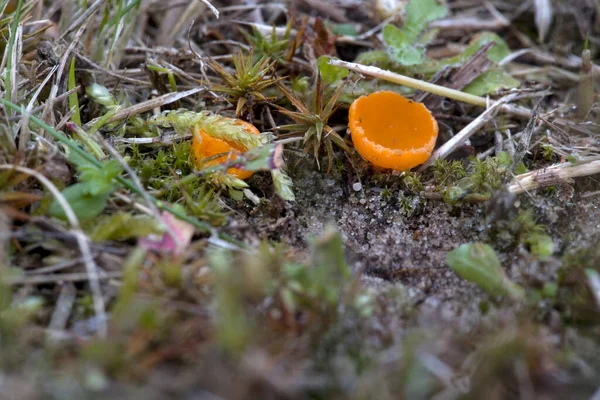 Orange Cup Fungus Cemetery Fluitenberg Netherland — Stock Photo, Image