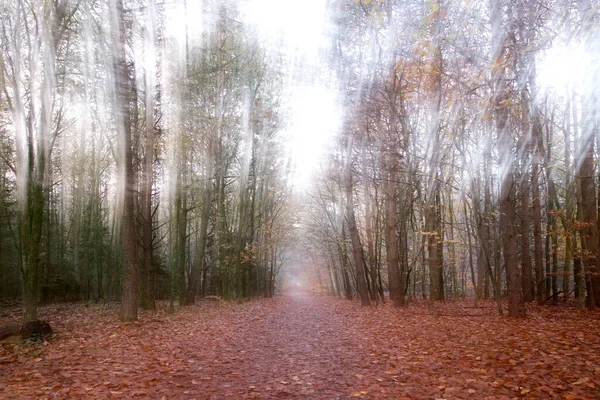 オランダ ドインゲルフェルトの森の創造的なダブルショット — ストック写真