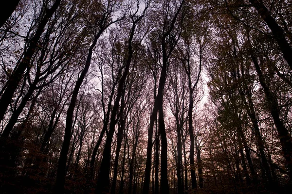 Hollanda Dwingelderveld Deki Kayın Ağaçlarının Siluetleri — Stok fotoğraf