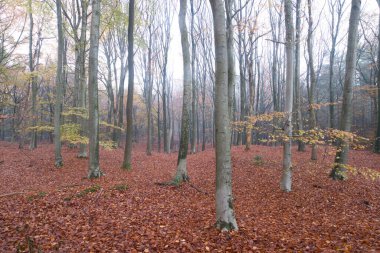 Hollanda, Dwingelderveld 'deki kayın ormanı.