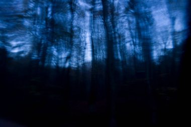 Dwingelderveld, Hollanda 'da ormanın yaratıcı çifte çekimi