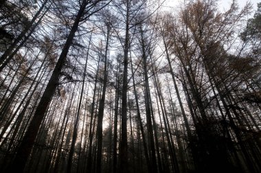 Hollanda, Dwingelderveld 'deki kozalaklı orman