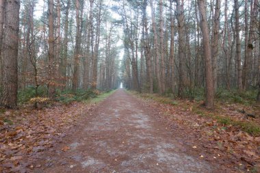 Hollanda, Dwingelderveld 'deki kozalaklı orman