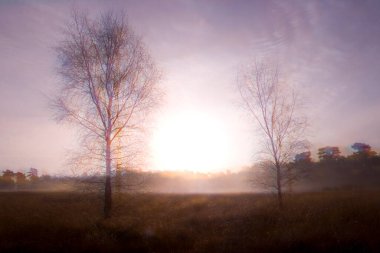 Dwingelderveld, Hollanda 'da ormanın yaratıcı çifte çekimi