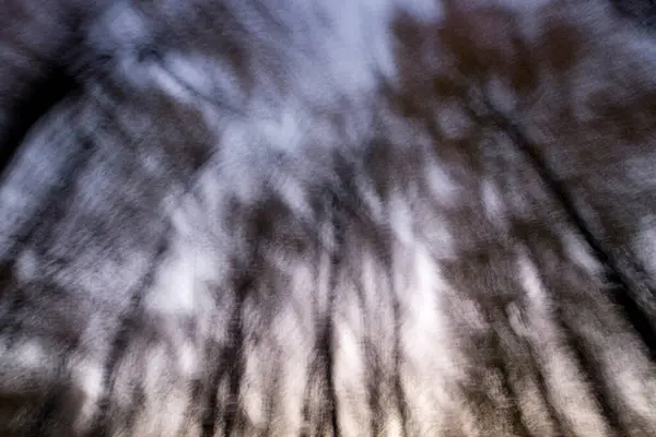 Dwingelderveld Hollanda Ormanın Yaratıcı Çifte Çekimi — Stok fotoğraf