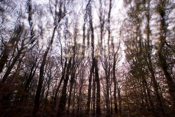 벨트에 삼림의 창의적 — 스톡 사진
