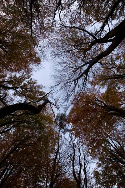 Tops Beech Trees Dwingelderveld Netherland — Stock Photo, Image