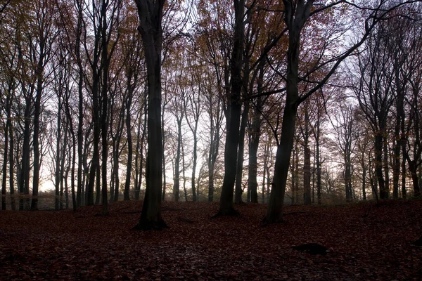 Hollanda Dwingelderveld Deki Kayın Ağaçları — Stok fotoğraf