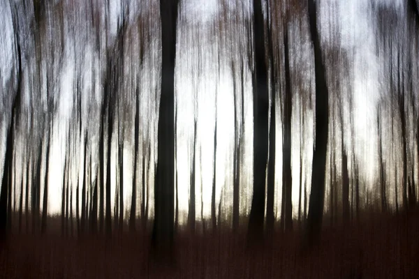 Tvůrčí Dvojitý Záběr Lesa Dwingelderveldu Nizozemí — Stock fotografie