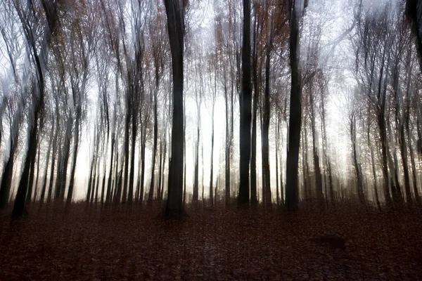 Dwingelderveld Hollanda Ormanın Yaratıcı Çifte Çekimi — Stok fotoğraf