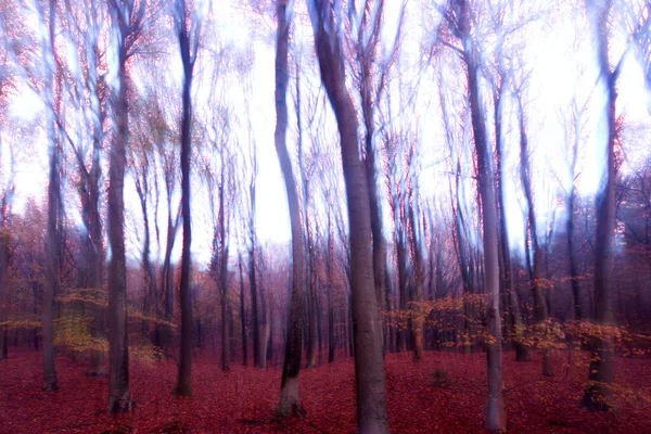 オランダ ドインゲルフェルトの森の創造的なダブルショット — ストック写真