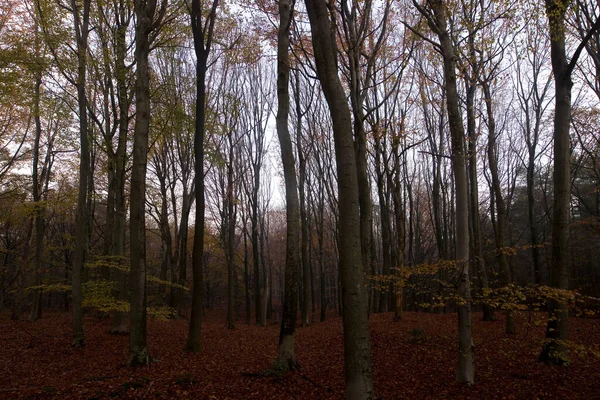 Bosque Haya Dwingelderveld Países Bajos — Foto de Stock