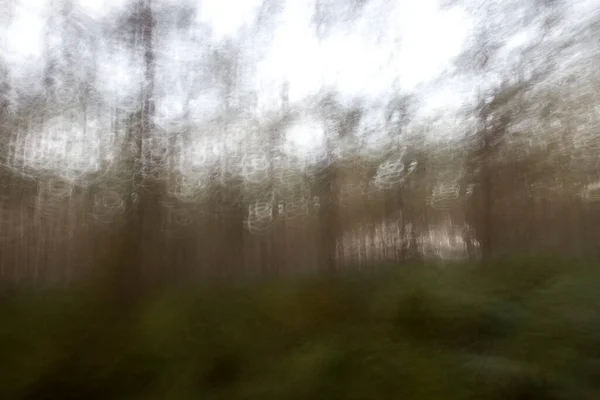 Tvůrčí Dvojitý Záběr Lesa Dwingelderveldu Nizozemí — Stock fotografie
