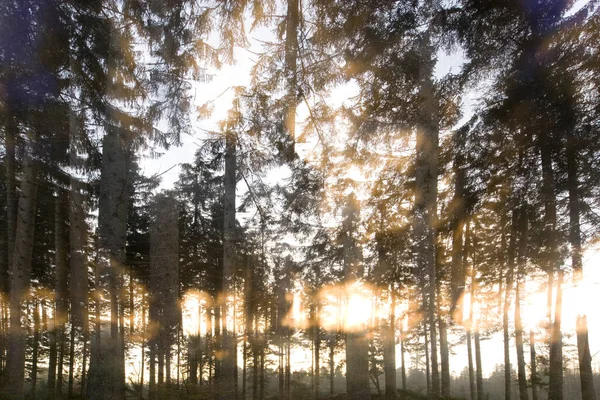 Doppio Scatto Creativo Foresta Dwingelderveld Paesi Bassi — Foto Stock