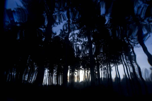 Творчий Подвійний Вид Лісу Двінгелдервельді Нідерланди — стокове фото