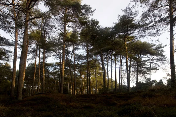 オランダのドインゲルフェルトにある針葉樹林 — ストック写真