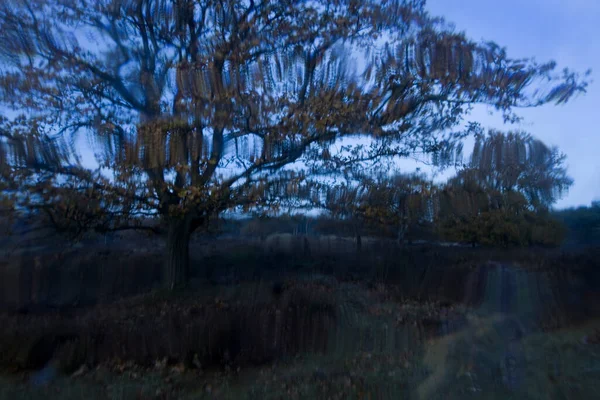 Hollanda Dwingelderveld Meşe Ağaçlarıyla Yaratıcı Ikili Çekim — Stok fotoğraf