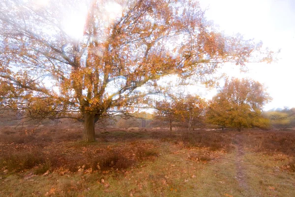 Hollanda Dwingelderveld Meşe Ağaçlarıyla Yaratıcı Ikili Çekim — Stok fotoğraf