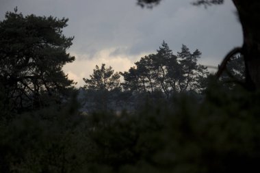 Hollanda, De Hoge Veluwe Ulusal Parkı 'nda hava bulutluyken İskoçlar çamlaşıyor
