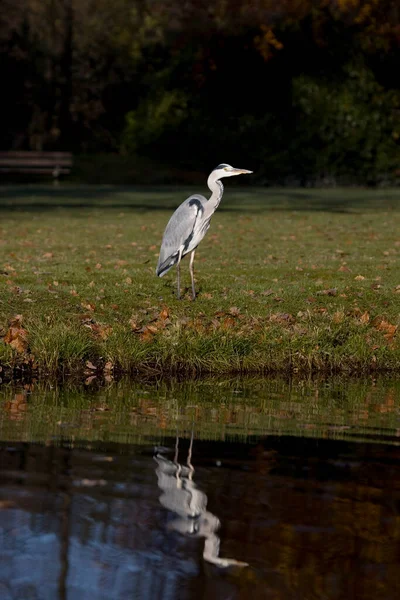 Arnhem Hollandia 2022 November Heron Park Insula Dei Netherland — Stock Fotó