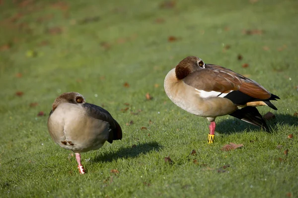 Arnhem Netherlands November 2022 Egyptian Goose Park Insula Dei Netherland — Stock Photo, Image