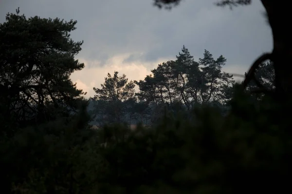 Шотландські Сосни Під Час Хмарної Погоди Національному Парку Hoge Veluwe — стокове фото