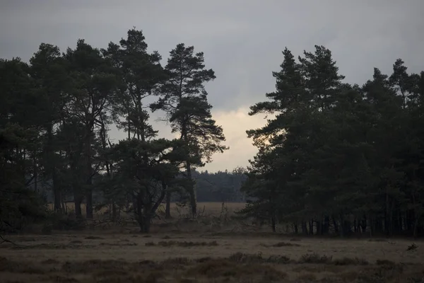 Schotse Dennen Bij Bewolkt Weer Nationaal Park Hoge Veluwe Nederland — Stockfoto