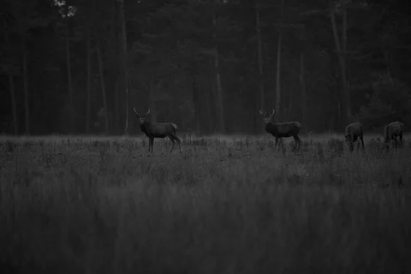 Troupeau Cerfs Rouges Dans Parc National Hoge Veluwe Pays Bas — Photo