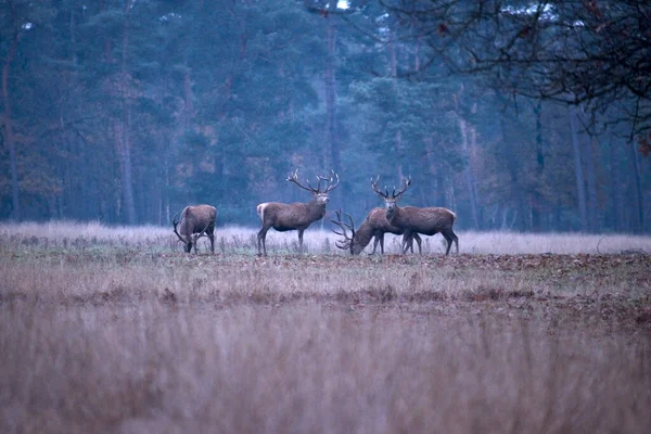 Manada Ciervos Rojos Parque Nacional Hoge Veluwe Países Bajos — Foto de Stock