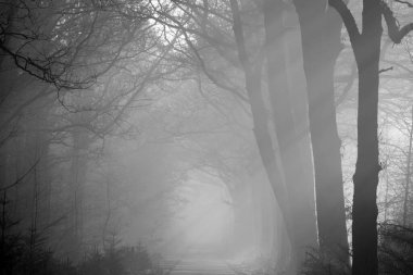 Dwingelderveld, Netherlands- February 15, 2023: bike path in fog in Dwingelderveld, Netherland