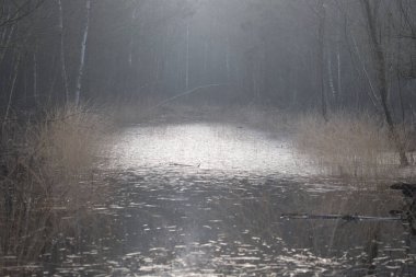 Ice on peat pool in Dwingelderveld, Netherland