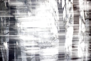 Double exposure of coniferous trees in Dwingelderveld, the Netherland