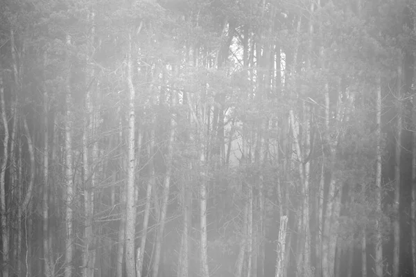 Coniferous Trees Fog Dwingelderveld Netherland — Foto de Stock