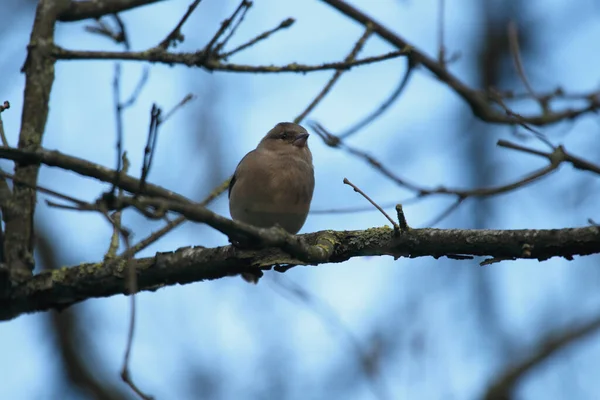 Male Chaffinch Tree Hoogeveen Cemetery Netherland — Stock Photo, Image