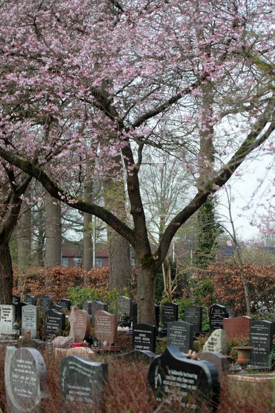 Hoogeveen Países Baixos Março 2023 Cereja Japonesa Cemitério Hoogeveen Países — Fotografia de Stock