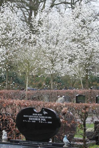 Hoogeveen Países Baixos Março 2023 Espinheiro Branco Cemitério Hoogeveen Países — Fotografia de Stock
