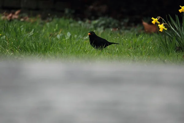 Blackbird Het Kerkhof Van Hoogeveen Nederland — Stockfoto