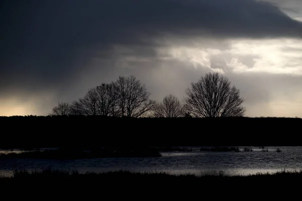 Dąb Świetle Chmurami Burzy Gradowej Dwingelderveld Holandia — Zdjęcie stockowe