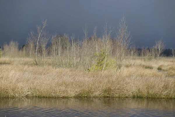 オランダのドインゲルフェルトにある激しい雹の嵐の雲と光の中の白樺 — ストック写真