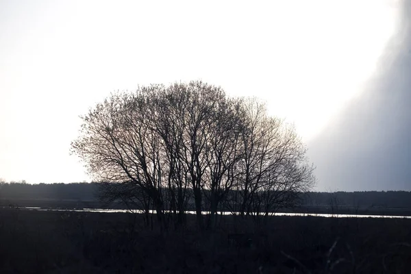 Arbustos Com Nuvens Granizo Pesado Dwingelderveld Países Baixos — Fotografia de Stock
